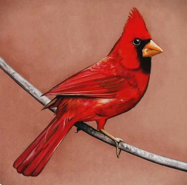 ALEXISONFIRE - Old Crows / Young Cardinals - CD