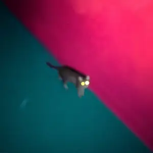!!! (chk Chk Chk) - Wallop