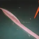 CD - Tarentel - Ephemera | Singles 99-2000