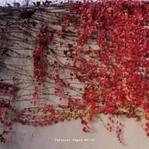 Tarentel - Paper White