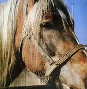 Terveet Kadet - The Horse