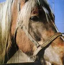 Terveet Kädet - The Horse