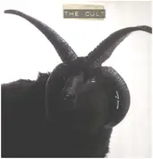 The Cult