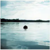 The Analog Roland Orchestra - Grown