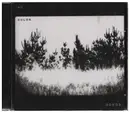 CD - The Dodos - No Color