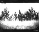 CD - The Dodos - No Color