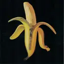 CD - The Dandy Warhols - Welcome To The Monkey House