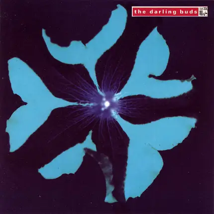 The Darling Buds - Crawdaddy