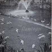 The Flamingos - Dream of a Lifetime
