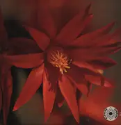 LP - The Latin Flutes - Muito Obrigado (Thank You Very Much)