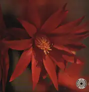 The Latin Flutes - Muito Obrigado (Thank You Very Much)