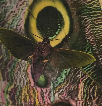 The Mothmen - Pay Attention!