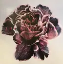 LP - The Slow Show - Still Life - White
