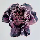 CD - The Slow Show - Still Life