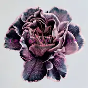 CD - The Slow Show - Still Life