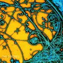 LP - The Strokes - Is This It