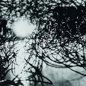 thisquietarmy - Muhka
