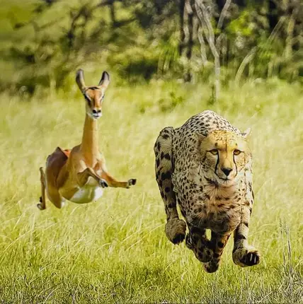 Thundercat & Tame Impala - No More Lies