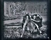 CD - Tool - Undertow