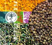 CD - Trilok Gurtu / The Glimpse - Kathak - Digipak