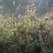 Double LP - Trupa Trupa - Jolly New Songs