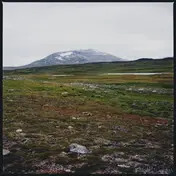 TUNDRA - Gidge