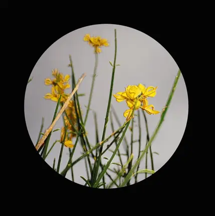 Christian Jay, Larry De Kat, Florist, Crump - Banoffee Pies Black Label  01.1