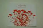 Sanseverino - In Bloom a collection of french chanson