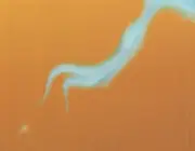 CD - Soundtrack - Senseless - Music From The Dimension Motion Picture