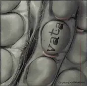 Vata - Cross Pollination