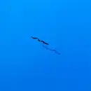 12inch Vinyl Single - Vezim - Anghilă