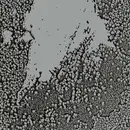 LP - Walls - Urals (Limited Grey Vinyl) - GREY VINYL