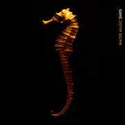 LP - Water Music - Ships - Insert, Sticker