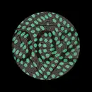 12inch Vinyl Single - WaWuWe - WaWuWe 002