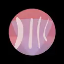 12inch Vinyl Single - WaWuWe - WaWuWe 004