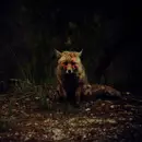 CD - Winterpills - Love Songs