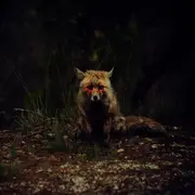 CD - Winterpills - Love Songs