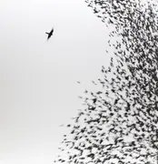 Double LP - Wilco - Sky Blue Sky