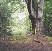 SIMPLE SOUNDS