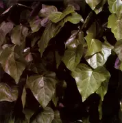 CD - Xiu Xiu - La Foret - Slipcase