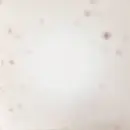 Double LP - Yo La Tengo - There's A Riot Going On - Orange Translucent Vinyl