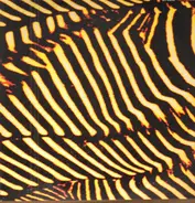 Z-Plane - Variegation