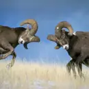 CD - Zeus! - Motomonotono - Digipak