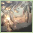 CD - Amiina - AnimaminA - EP