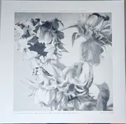 LP - And Also The Trees - Mother-of-pearl Moon - Gatefold