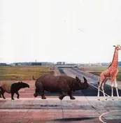 andre kraml - Safari