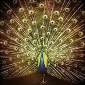 Ani DiFranco - ¿ Which Side Are You On ?