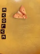 CD - Ani DiFranco - Evolve - Digipak
