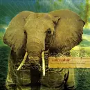 CD - Anterrabae - And Our Heart Beat In Our Fingertips, Without Reason