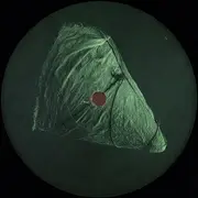 12inch Vinyl Single - Baaz - Untitled - +insert